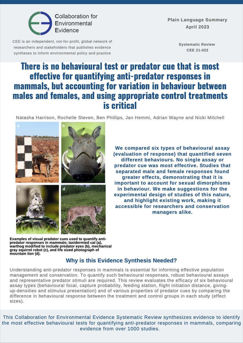 Brand new #PlainLanguageSummary for a #SystematicReview that looked at anti-predator responses in mammals 1/2