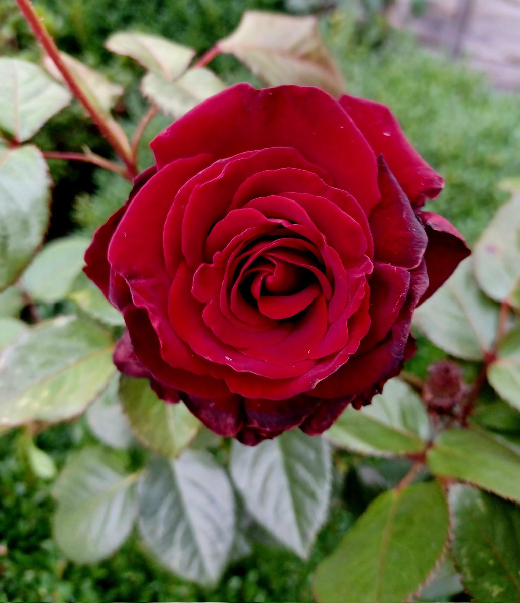 Red roses too... #GardensHour #SixWeeksOfColour #Red