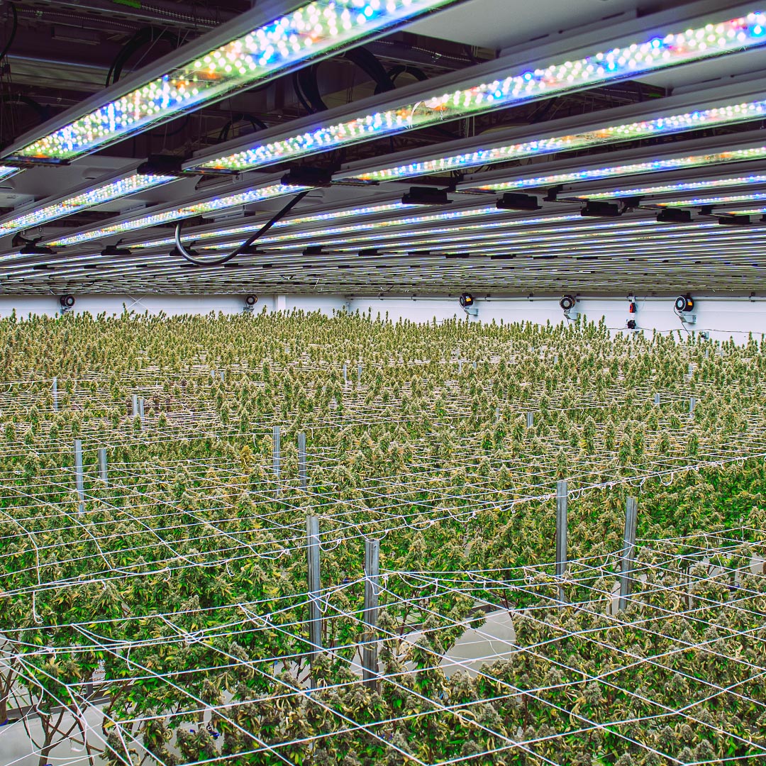 NuvuePharma's tweet photo. As we kick off the week with positive energy and a determined mindset, let's take a moment to appreciate the incredible journey of growth and cultivation. 🌞✨
#HarvestWeek
#MondayMotivation
#NuVue #NuVuePharma https://t.co/R6EFg8AbzA