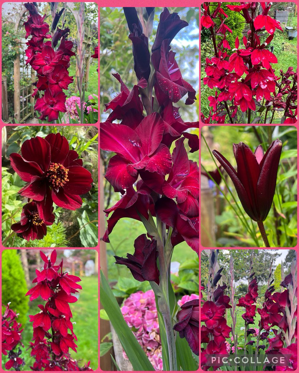 This week it’s red for #sixweeksofcolour. Gladioli, chocolate cosmos, Lily, all add a bit of fire to the garden! #Gardenshour