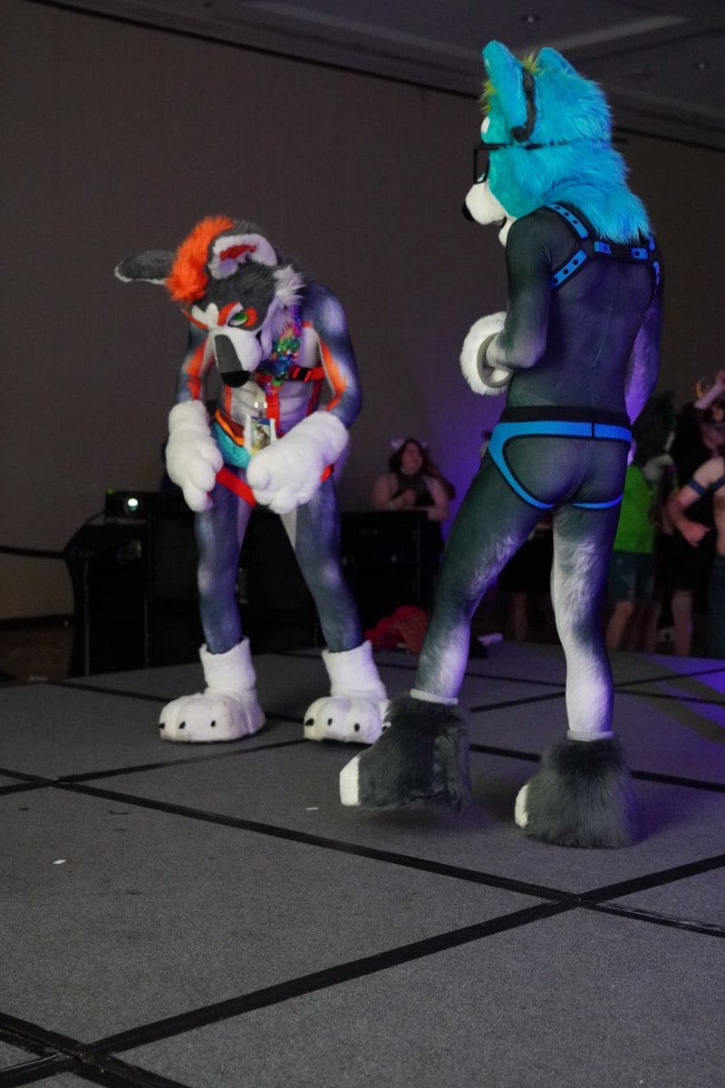 Hyper Husky tweet media