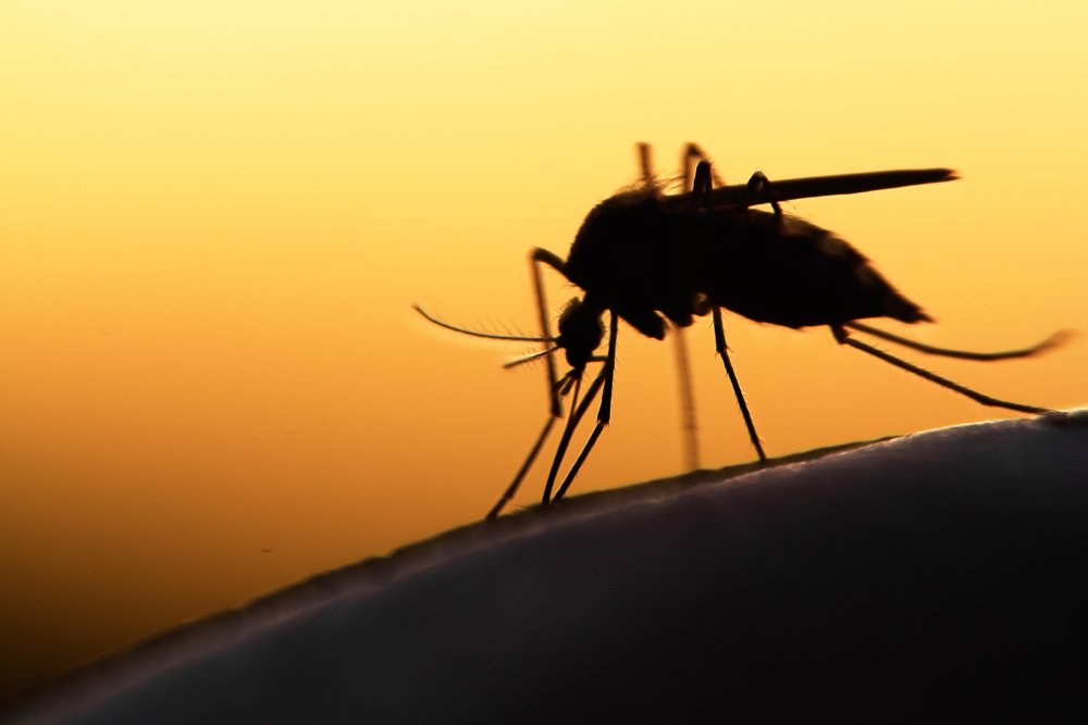 “Malaria response is one of the most cost-effective ways to save lives and advance US partnership & security interests in Africa.'

🆕 Malaria No More's Sohini Chatterjee & @theglobalfight's @marklagon on why we should all be invested in defeating malaria. bit.ly/3OMng2M