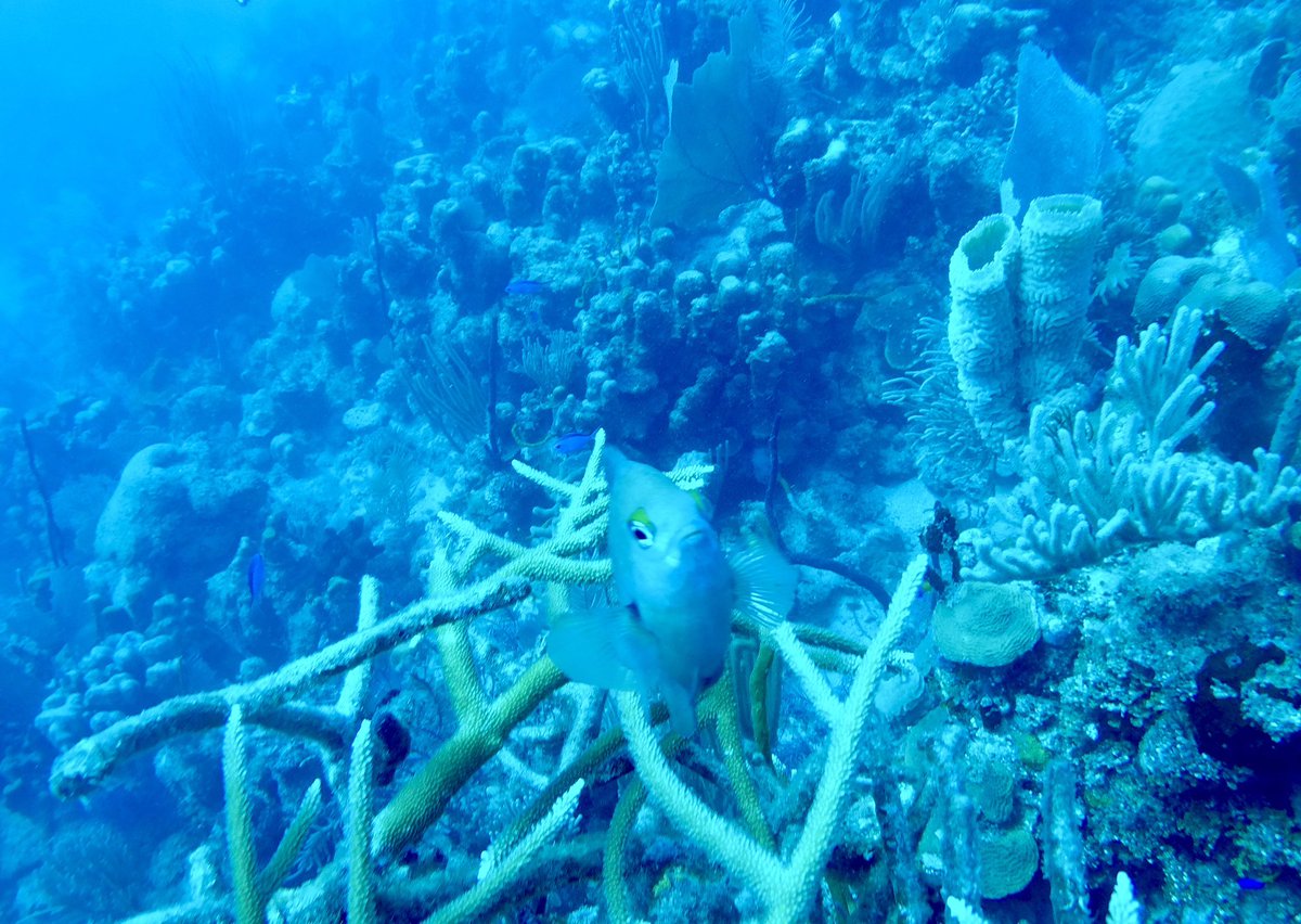 Clarageogteach1's tweet photo. Country 11) Honduras

We completed our open water scuba diving course here on the island of Utila 🇭🇳 https://t.co/FhvGeKVz9X
