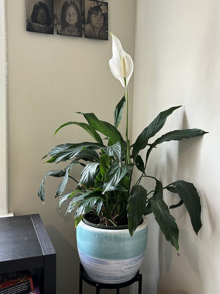 this gorgeous peace lily that @nmwarren got for @ryang99 when their dad died has bloomed twice since his death 3 years ago. it’s magical and gorgeous every time.