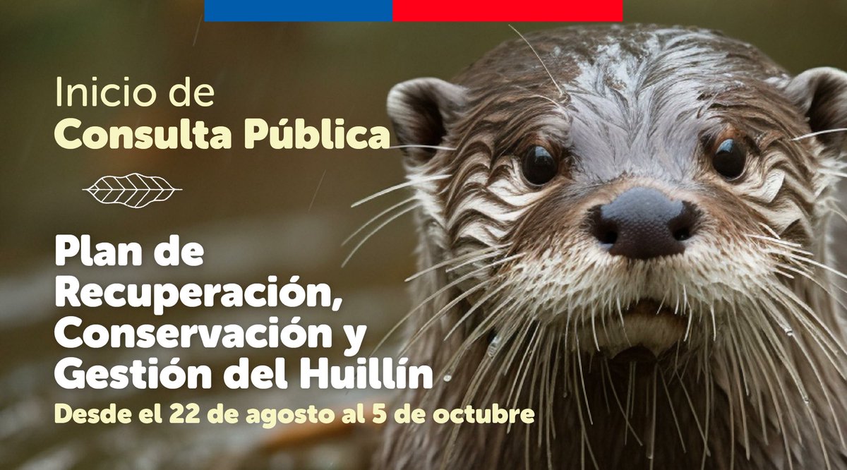 MMAMetropolitan's tweet photo. #ConsultaPública | ¿Sabías q en 🇨🇱 tenemos a la nutria Huillín?
🦦El Huillín se encuentra gravemente amenazado por la pérdida de su hábitat y la presencia de especies exóticas invasoras, x ello hemos impulsado el Plan #RECOGE q nos permitirá mejorar su estado de conservación. https://t.co/cSpiRwj4Gj