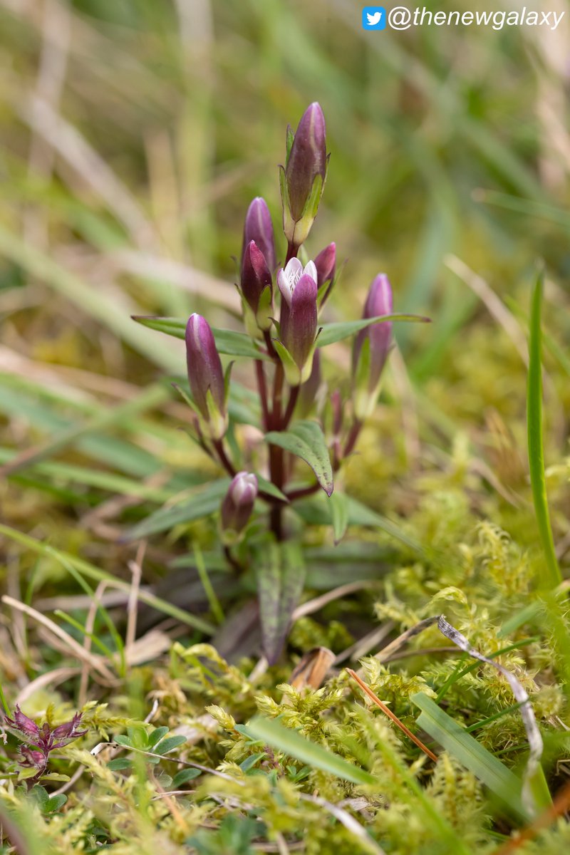 thenewgalaxy's tweet photo. 28/8/23 Cumbria - I've not come across any #Gentians on #HuttonRoof so far this year, but was able to find this single yet lovely northern form of Autumn #Gentian (Gentianella amarella ssp septentrionalis) after continuing my walk further up to Farleton Knott #wildflowerhour https://t.co/2qT4cEcled