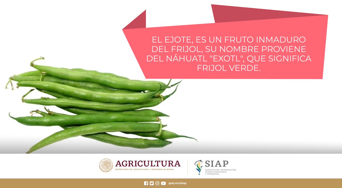 DGSIAP_Mx's tweet photo. En el último año agrícola, México produjo 79,761 toneladas de #ejotes.
#Agriculturamexicana
#ProductosDelCampo
#OrgulloDeMéxico https://t.co/wvAzOptWTR