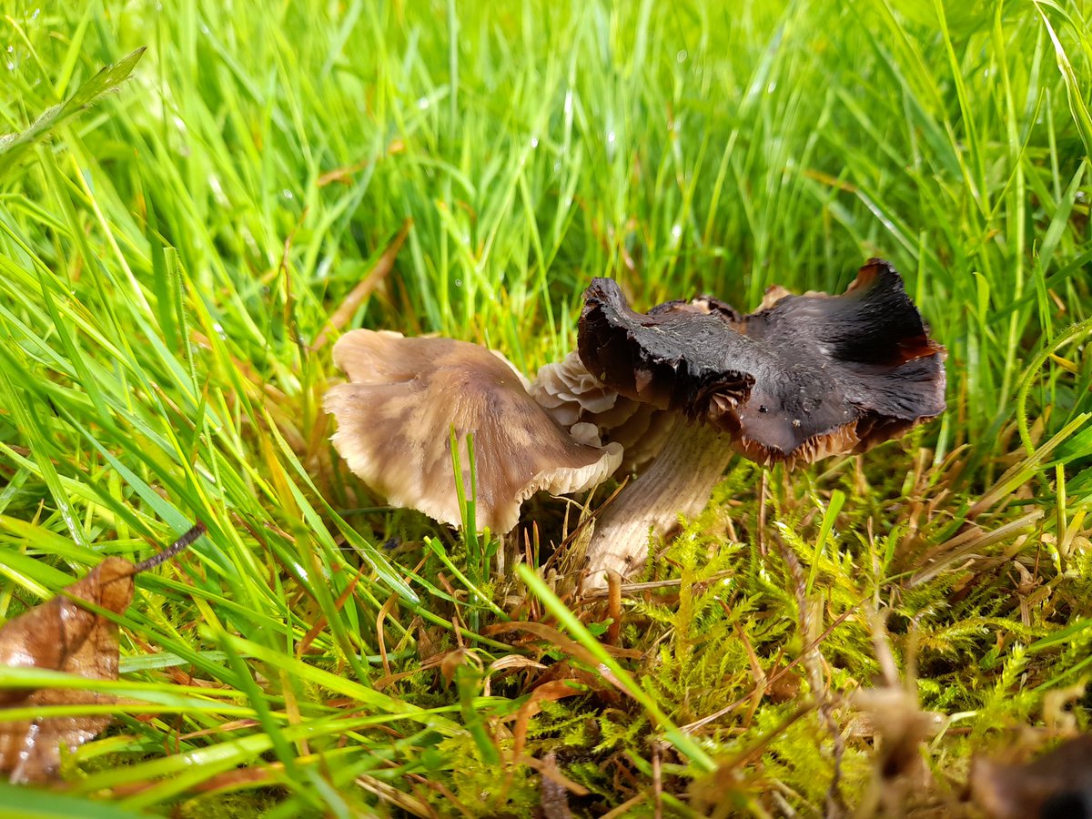 Black magic!, Dermoloma magicum, fruiting again in the same spot as last year. Just the one patch this morning but it is 3 weeks earlier so maybe more to come. #CHEGD #grasslands #fungi
