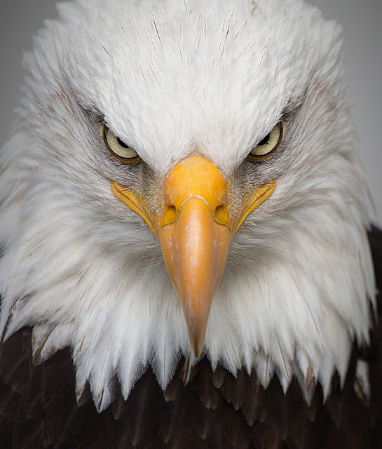 BasedEagleCoin's tweet photo. Coming soon 🦅 https://t.co/Is6hSyHJf7