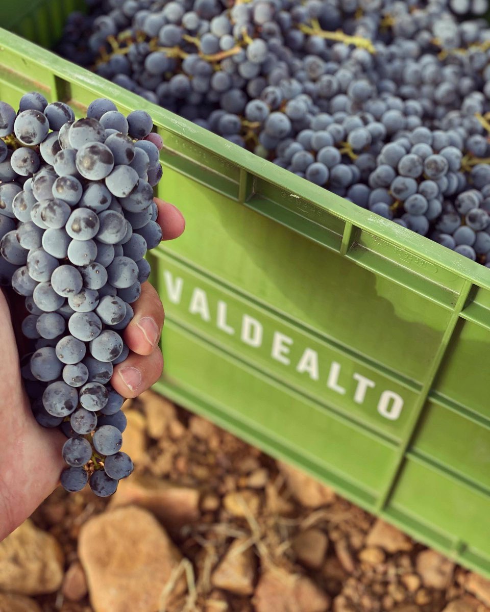 ¡Nos encontramos en uno de los momentos más esperados del año, la vendimia! 🍇

Buscamos el momento óptimo de madurez de la uva, conservando siempre toda su frescura.

Por eso vendimiamos cada parcela por separado.

#valdealto #vendimia #harvest #merida #familywinery #winemaking
