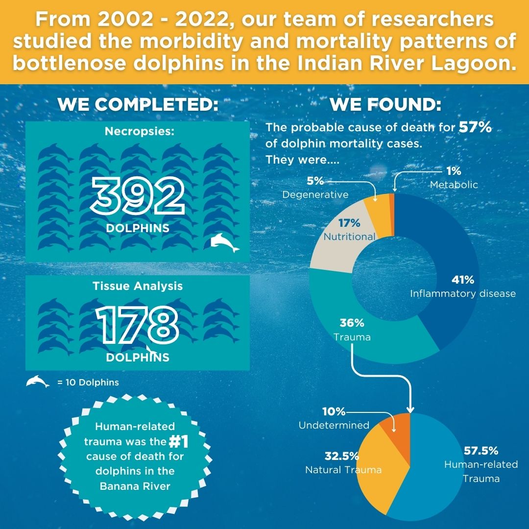 HubbsResearch's tweet photo. Our new publication in @WildlifeDisease summarizes  findings of a 19yr study of Indian River Lagoon (IRL) dolphin strandings. @SeaWorld @NOAAFisheriesSE @flaspacecoast @IRLProgram @MyFWC @UFVetMed @CountyofVolusia https://t.co/aB3auch2lt https://t.co/3ynHlc8Xcp