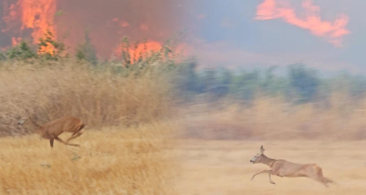 guvenislamoglu's tweet photo. Çanakkale ve çevresinde bu sezon avı yasaklayın...
Yangından kaçan yaban hayvanlar risk altında...
Kaçacak yerleri yok.
Hepsi bir yerde toplanmış olabilir...
@ibrahimyumakli
@TCTarim
@OGMgovtr
@taf_1923 https://t.co/Fe65n4hPGj