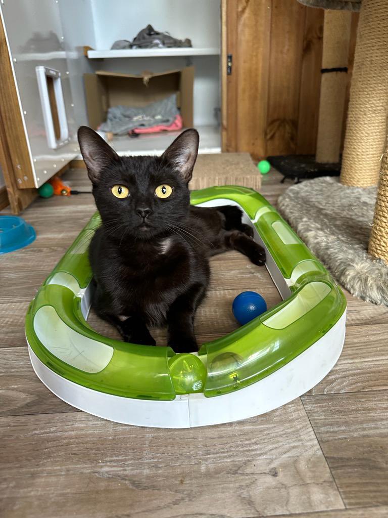 Ruby has just finished raising her kittens 🥲 and is looking for a home of her own. She is confident and affectionate! She can be rehomed with Rosey, with one of her kittens or alone. She should be ok with a calm dog and is fine with children #rescuecats #AdoptDontShop #Catlove