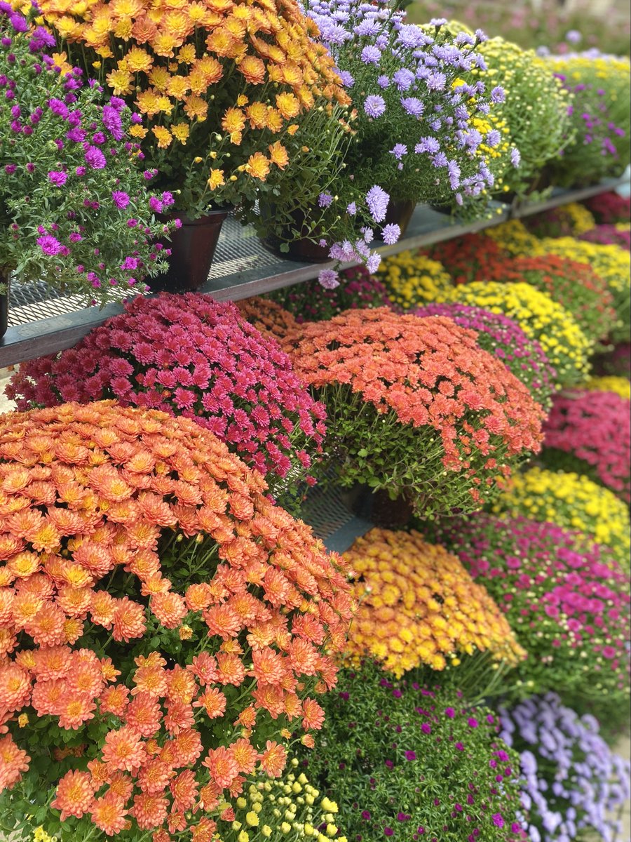 Fall Festival of the Arts &amp; Crafts is quickly approaching! We are ready for a weekend full of shopping in downtown Washington. Delicious food and drinks will also be available for purchase all weekend long! 

This event is sponsored by <a href="/GreyEagleDist/">Grey Eagle Distributors</a> 🍻

#downtownwashmo