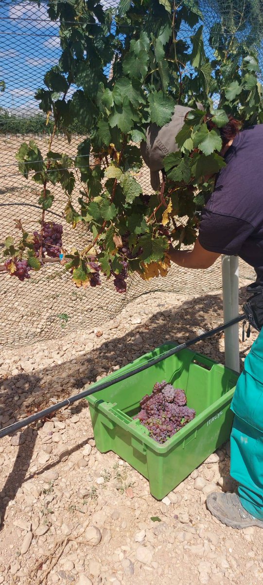 ITACYL's tweet photo. #Vendimia de la variedad minoritaria Tijonera, autóctona de Arribes del Duero. Allí se la conoce con el nombre de Verdejo Colorado. Es la primera elaboración de esta variedad. La cosa pinta buen. #ITACyL #FEADER #Varmintec https://t.co/pSWe37Z1O6