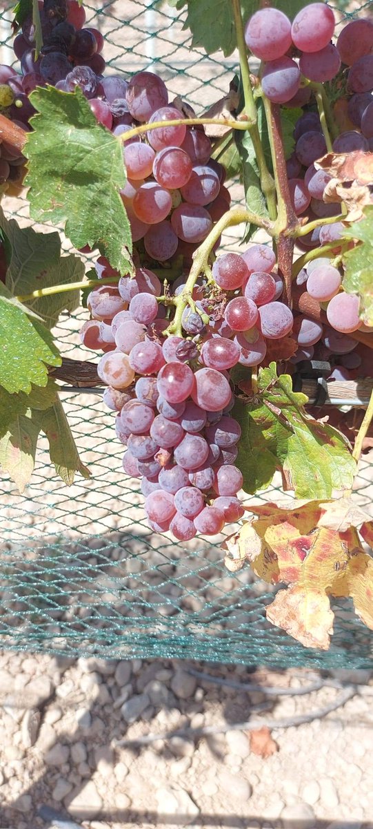 ITACYL's tweet photo. #Vendimia de la variedad minoritaria Tijonera, autóctona de Arribes del Duero. Allí se la conoce con el nombre de Verdejo Colorado. Es la primera elaboración de esta variedad. La cosa pinta buen. #ITACyL #FEADER #Varmintec https://t.co/pSWe37Z1O6