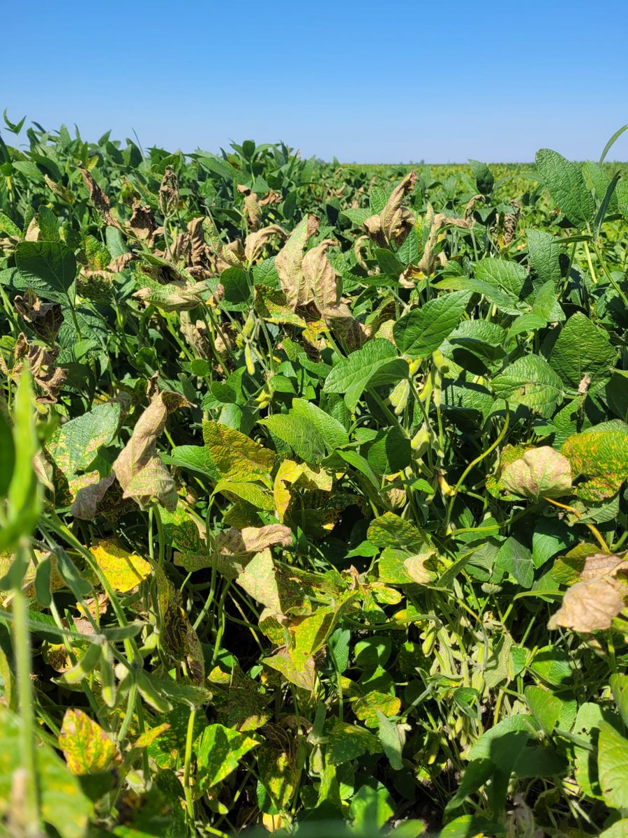 pablo mainez 🐃 tweet media