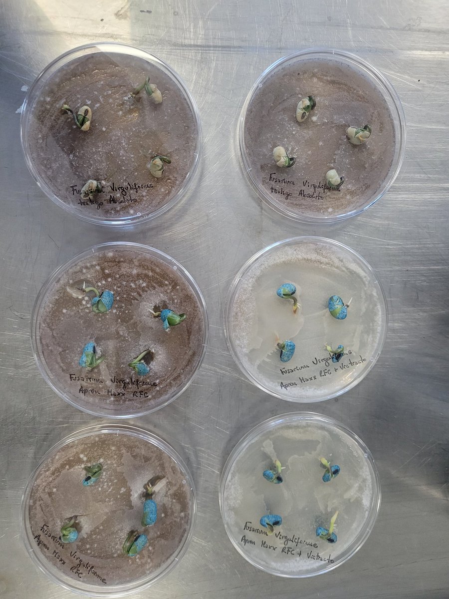 pablo mainez 🐃 tweet media