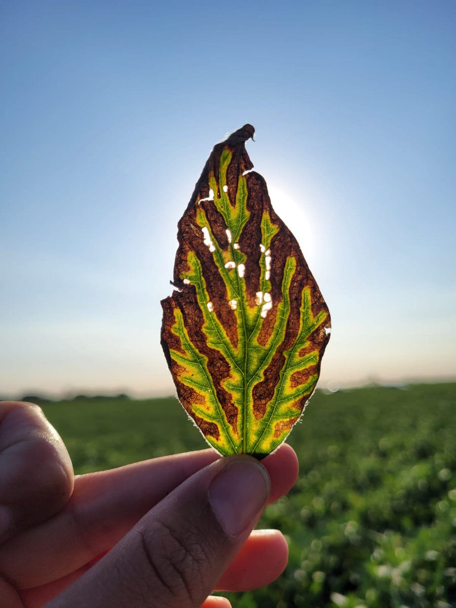 pablo mainez 🐃 tweet media