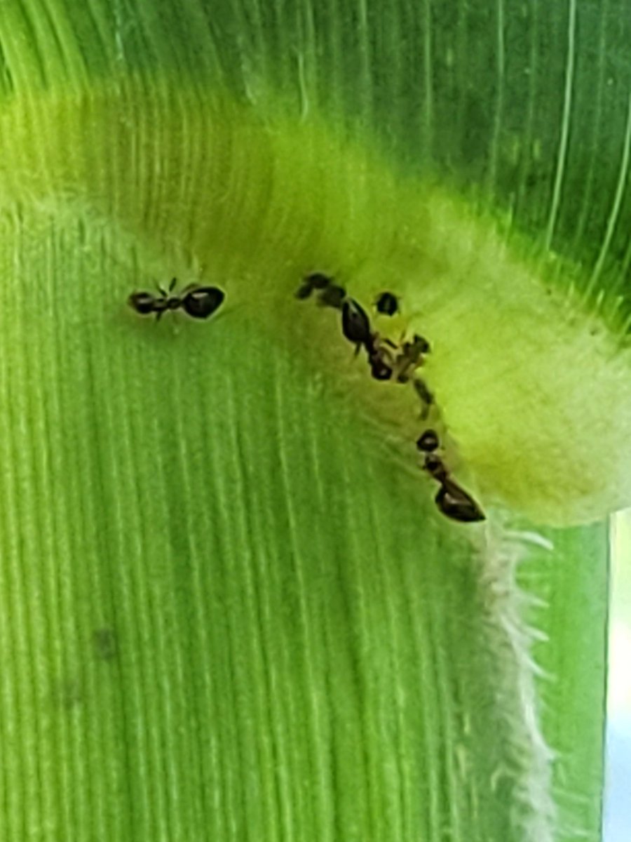 Looks like ants farming aphids in the corn? Is this common @TraceyBaute?