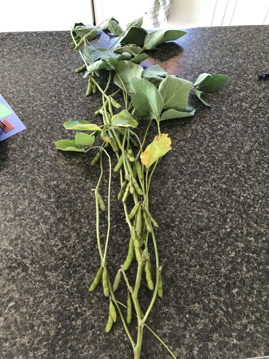 Scott MacDonald tweet media