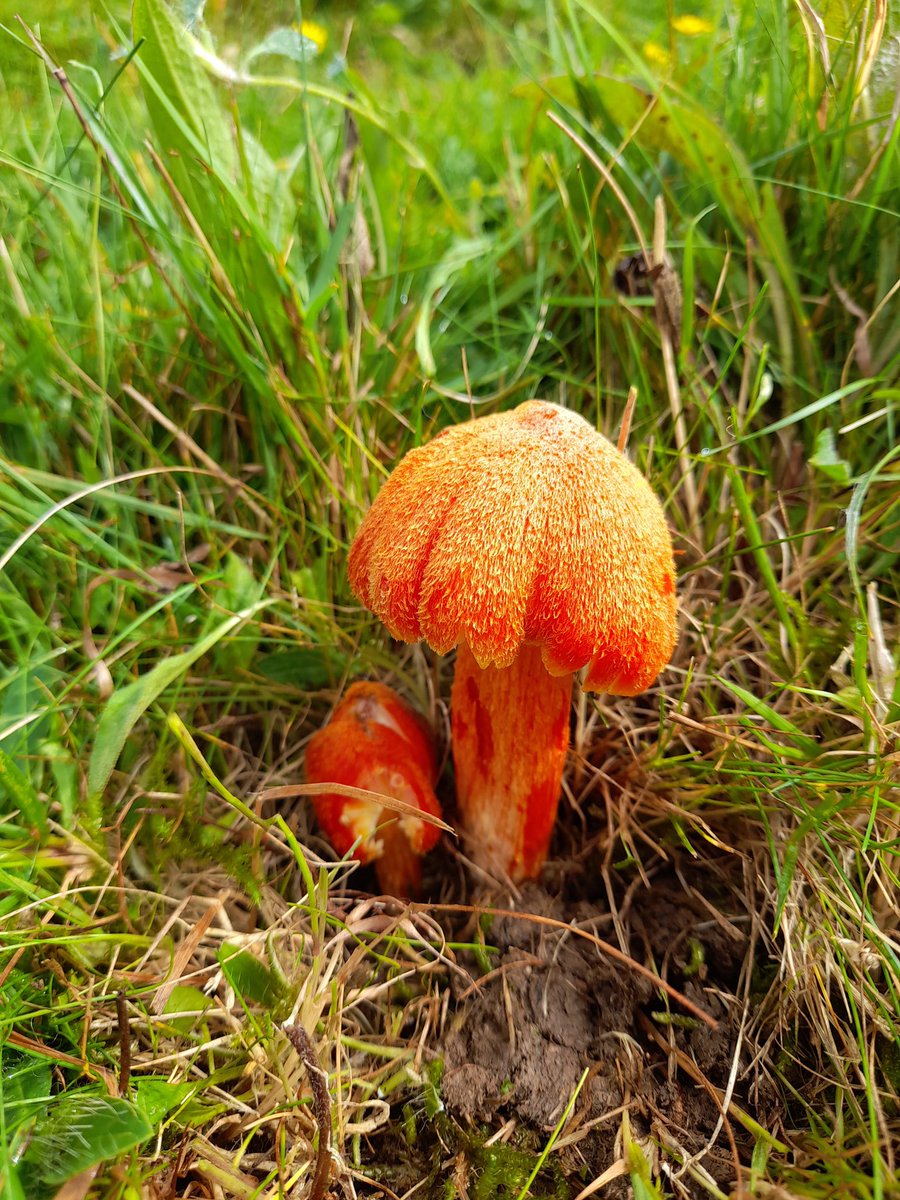 christophcuz's tweet photo. Fibrous and Citrine waxcaps this morning. First visit this year and H.intermedia and H.citrinovirens take my recorded waxcaps to 16 species at this site. #CHEGD #fungi #waxcaps
#grasslands https://t.co/cgePg1Cj7x