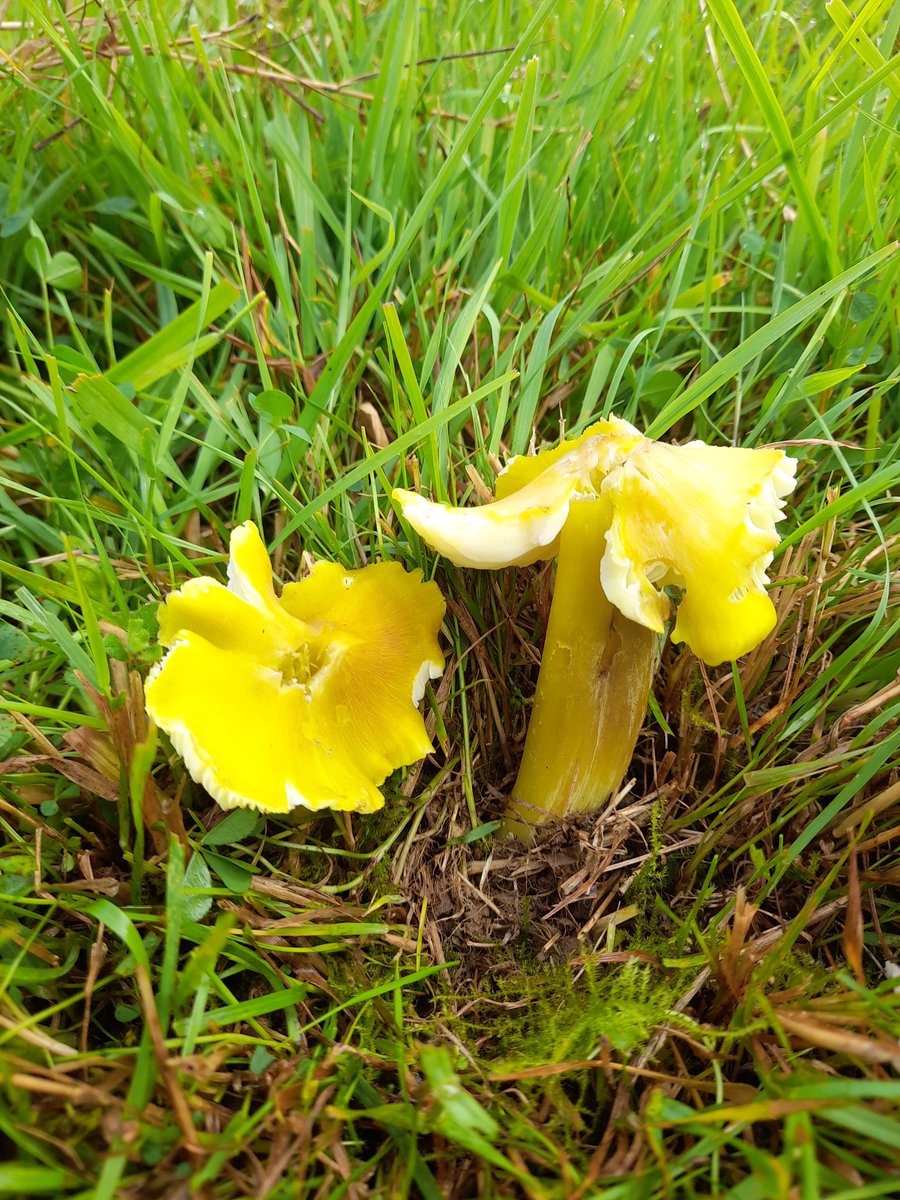 Fibrous and Citrine waxcaps this morning. First visit this year and H.intermedia and H.citrinovirens take my recorded waxcaps to 16 species at this site. #CHEGD #fungi #waxcaps
 #grasslands
