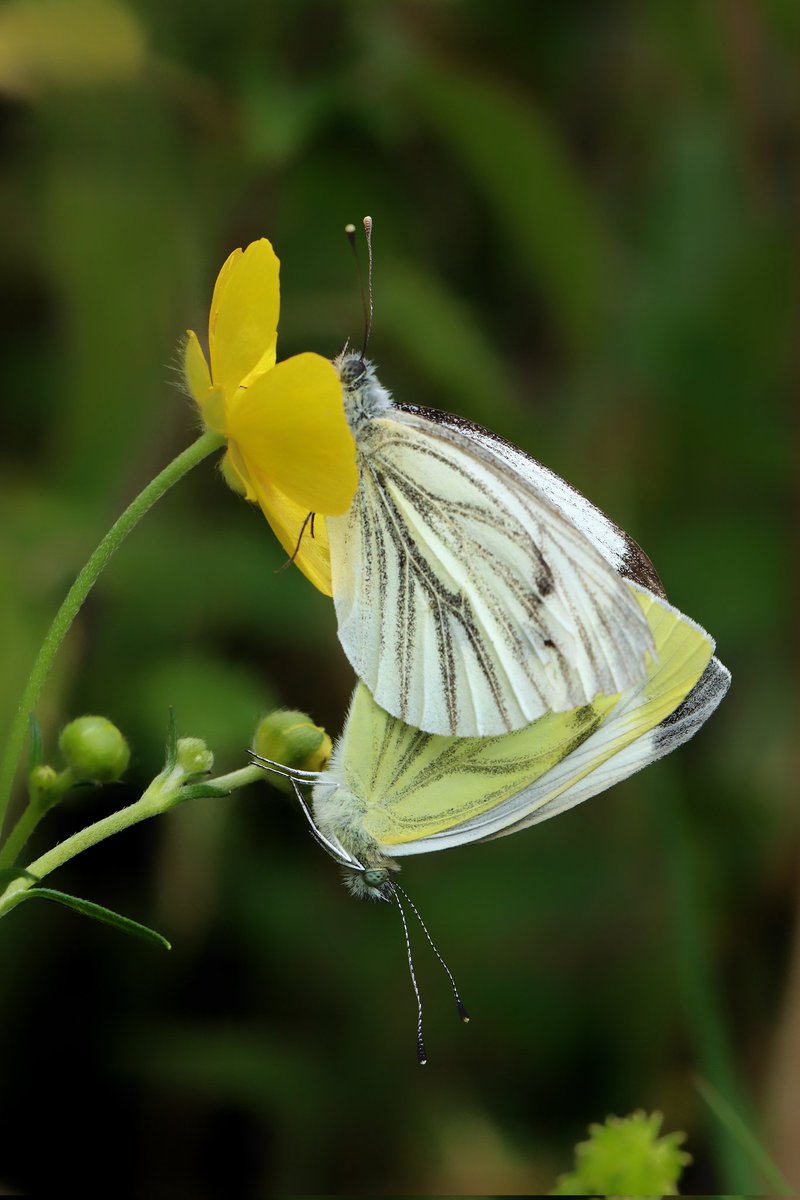 biffa69's tweet photo. Two for the price of one. A pair of mating #greenveinedwhite butterflies at Iffley Meadows today https://t.co/x907i43Sk6