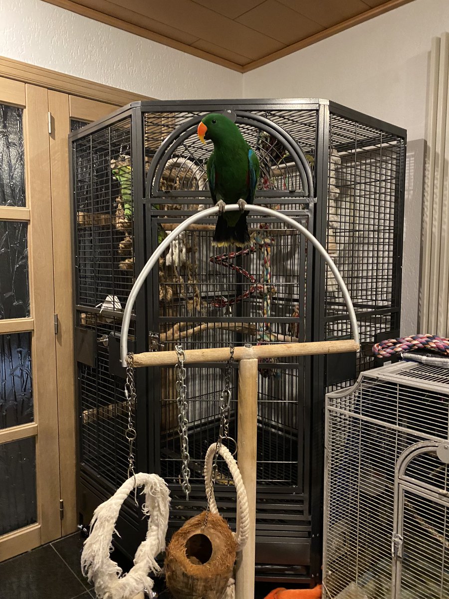 DominikaWalus's tweet photo. Dziś pierwszy raz #Morty i #Kira #AmazonParrots były poza swoją klatką i mogły odwiedzać inne papugi i klatki. Obyło się bez dramatów, poza wrzaskiem zazdrosnego #LemmyTheCockatoo. #Neo💚 i #Lilu❤️ #EclectusParrot z zaciekawieniem obserwowały nowych  sąsiadów. https://t.co/up5A4s0pfX