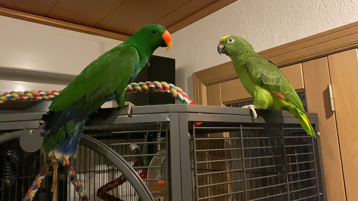 DominikaWalus's tweet photo. Dziś pierwszy raz #Morty i #Kira #AmazonParrots były poza swoją klatką i mogły odwiedzać inne papugi i klatki. Obyło się bez dramatów, poza wrzaskiem zazdrosnego #LemmyTheCockatoo. #Neo💚 i #Lilu❤️ #EclectusParrot z zaciekawieniem obserwowały nowych  sąsiadów. https://t.co/up5A4s0pfX