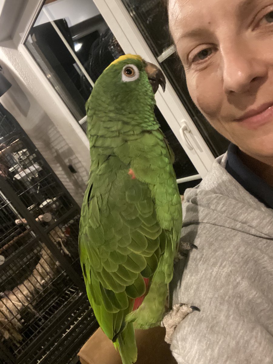 DominikaWalus's tweet photo. Dziś pierwszy raz #Morty i #Kira #AmazonParrots były poza swoją klatką i mogły odwiedzać inne papugi i klatki. Obyło się bez dramatów, poza wrzaskiem zazdrosnego #LemmyTheCockatoo. #Neo💚 i #Lilu❤️ #EclectusParrot z zaciekawieniem obserwowały nowych  sąsiadów. https://t.co/up5A4s0pfX