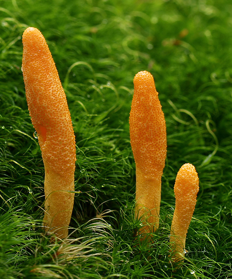 corascience's tweet photo. Cordycepin, an adenosine nucleoside analog, is one of the primary bioactive components of Cordyceps mushrooms, believed to be responsible for many of the fungi's energy modulating, anti-inflammatory, and anti-tumor effects when consumed. https://t.co/ZpSHnENdrA