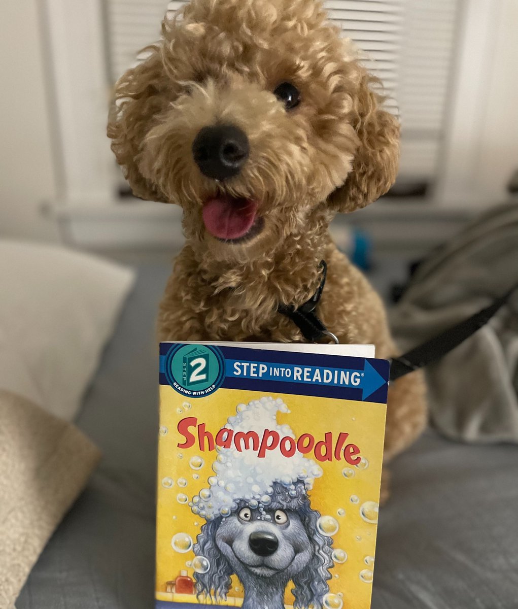 Even puppies love a good read! Arlo, an adorable #CLE mini poodle, enjoys reading and wanted to show off his current favorite read, "Shampoodle". #ClevelandReads