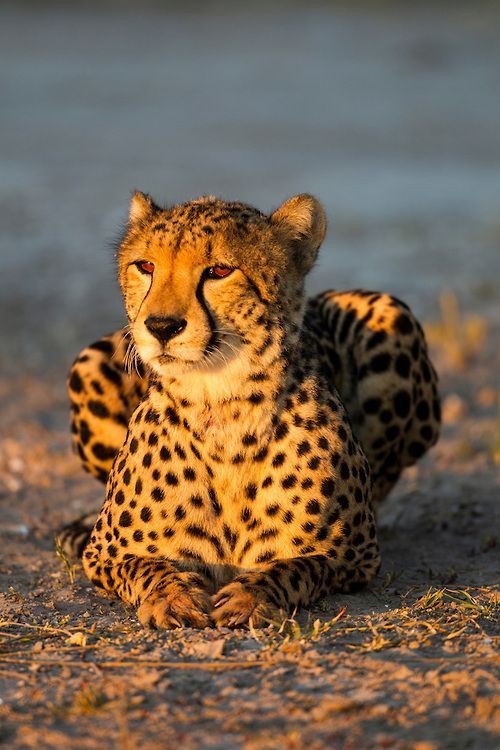 Desiree_Laverne's tweet photo. #MyBeautifulAfrica... ❤️
📸PaulSouders... https://t.co/iRcaeRxe1p