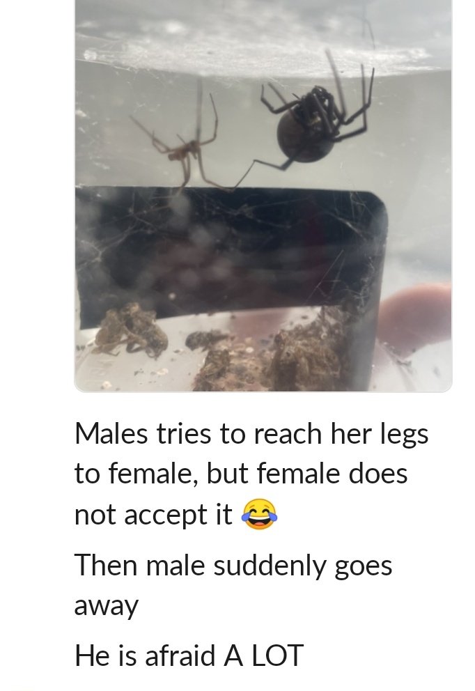 JBourdiol's tweet photo. An exciting live report of a mating event in our widows by my enthusiastic colleague 🖤. https://t.co/AEL5urKWYQ