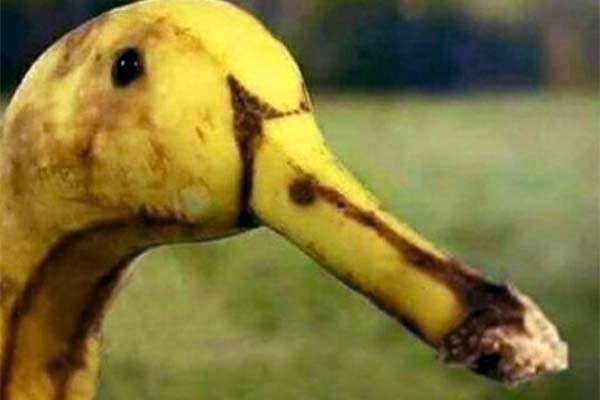 pydracor's tweet photo. @veganz Gans - auch in Vegan erhältlich https://t.co/CXPg9CwKdn