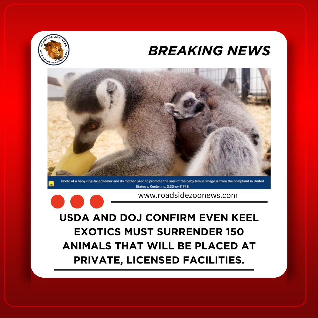 Roadsidezoonews's tweet photo. The DOJ and USDA confirmed today that Even Keel Exotics must surrender 150 animals that will be placed in private, licensed facilities in good standing.
https://t.co/gQMza2eFsb
#EvenKeelExotics #ZacheryKeeler #roadsidezoo #roadsidezoos #exoticanimals #Michigan #zoonews #animals https://t.co/S202Hoh4hK