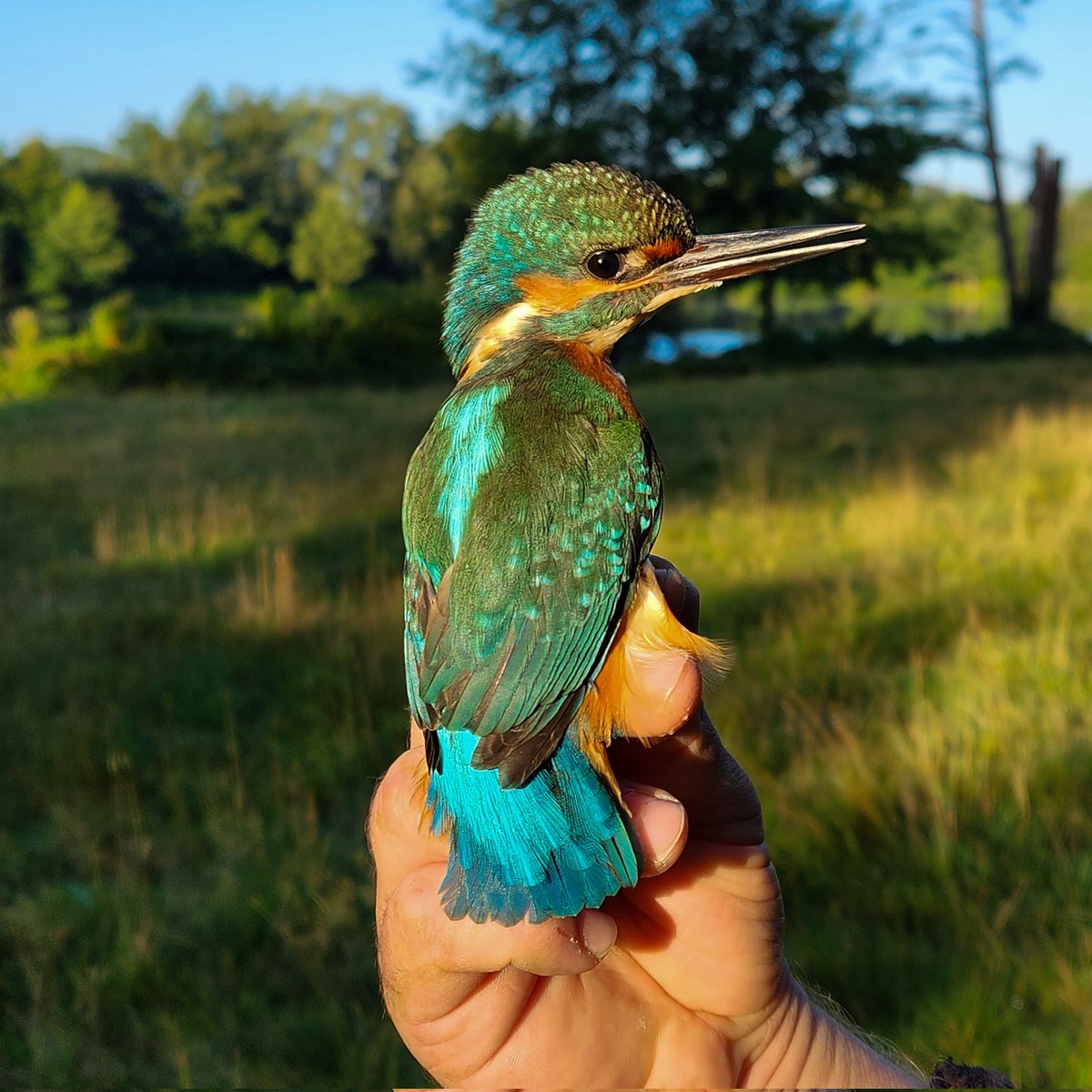 SatishBaladev's tweet photo. The KINGfisher. https://t.co/s7jUCfOCdL