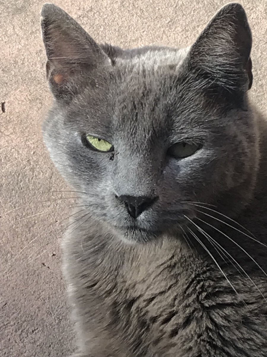 Magge Fromgood 🐶 💛 tweet media