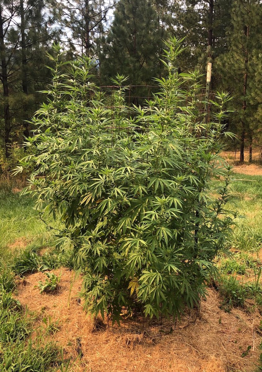 MotorCitySeeds's tweet photo. Sativa Kali (bred by Vagabond Seeds) tastes like mighty fine turpentine &amp; reaches for the sky (7-10 foot plants!)♨️ #TheFutureIsRegenerative #homegrown #organic #cannabisculture #cannabiscommunity #weedlife #WeedLikeChange #cannabis #420 #marijuana #mmj #cannafam #LoyalToTheSoil https://t.co/qGTN0rS8f8