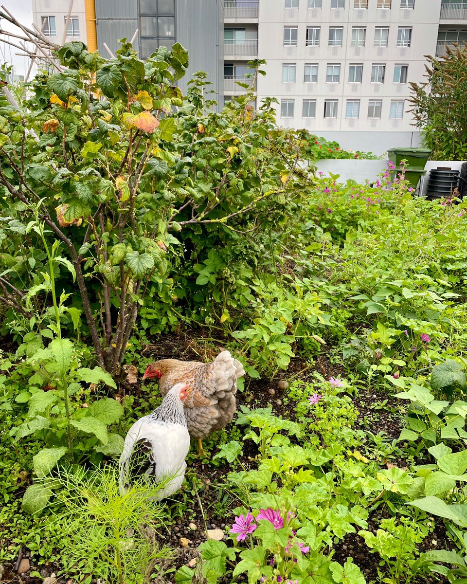An #urbanjungle on an officebuilding downtown centraldistrict #Rotterdam ... #yesitcan #dakan 🙂! 📷: by <a href="/Annette_Behrens/">Annette Behrens</a> 🍃.