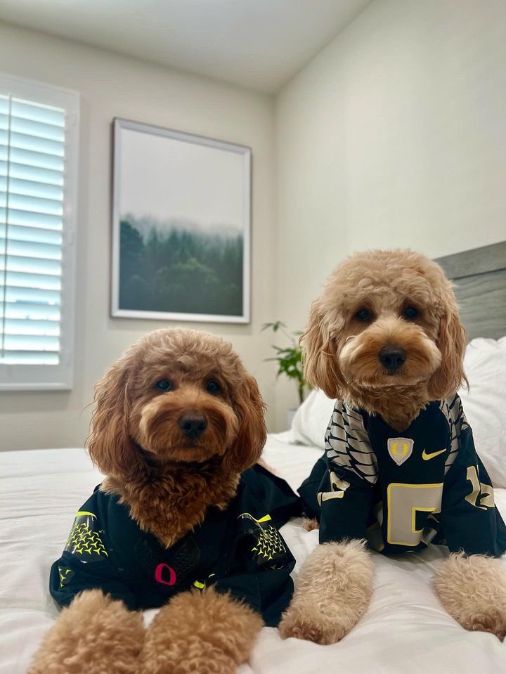uoregon's tweet photo. Our favorite furry friends 🥰🐾 #UOdogs

Share your UO pets with us for a chance to be featured 📲👀 https://t.co/MxeGgHe3pI