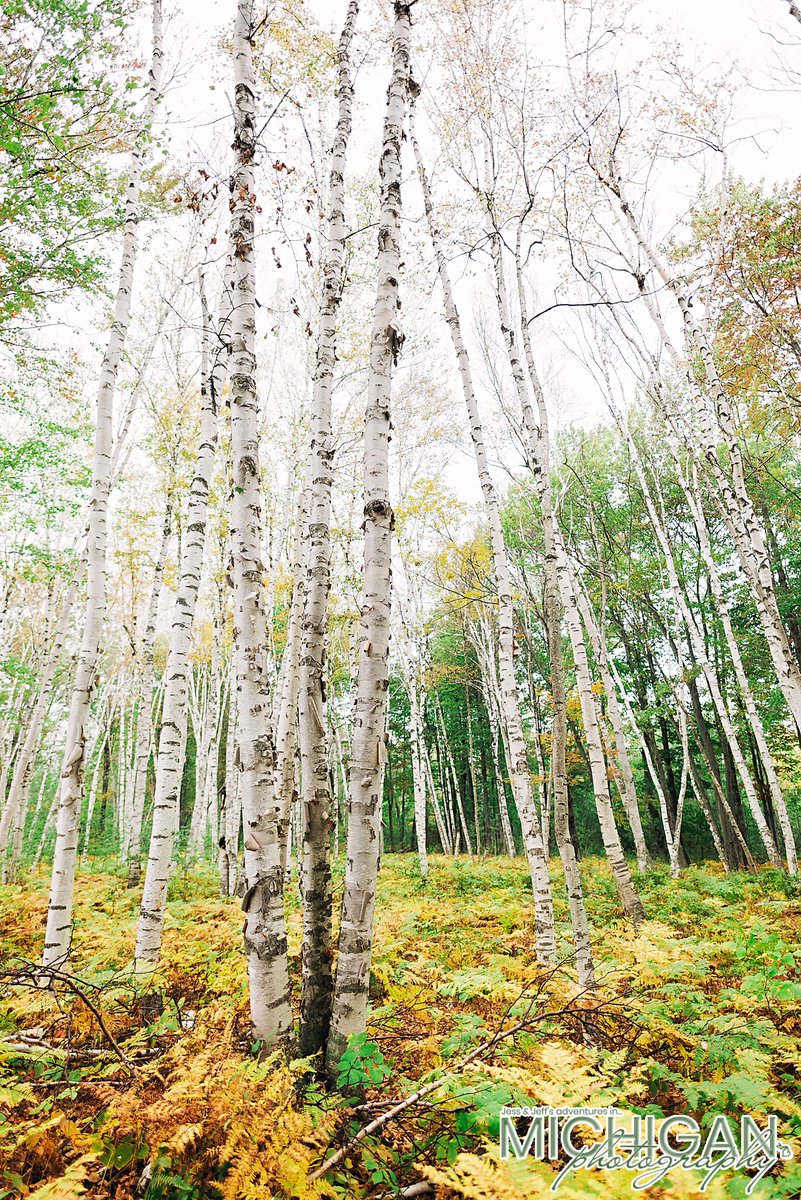 Michigan_Photo's tweet photo. Growing Tall

"Trees don’t grow even, they don’t grow straight just however it makes them happy."

- Bob Ross

In awe of the beauty, we spent an hour in this area of #NegwegonStatePark’s #ChippewaTrail 

@JDuncanDobbs

#AlconaCounty #Birch #PureMichigan  #Nikon #buylocalart https://t.co/QBZBRiQi0u