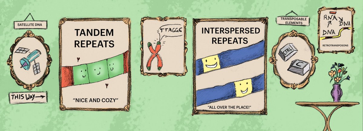 Two thirds of the human genome are comprised of repetitive elements. But what, exactly, is repetitive DNA, and how does it play a role in both health and disease? 

This cartoon explainer, part of our latest #WhiteheadStoryArc, has got it covered: wi.mit.edu/many-roles-rep…