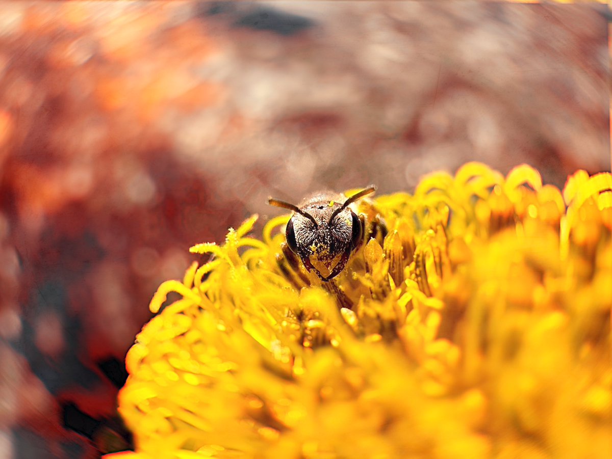 Shot with <a href="/halidecamera/">Halide + Kino aka halideapp.bsky.social</a> macro mode. 
#iphone14pro
#shotwhithalide #shotoniphone 
#iphone #macro #nature #bokeh #thephotohour #hacerfotos #TwitterNatureCommunity #photooftheday #macromonday