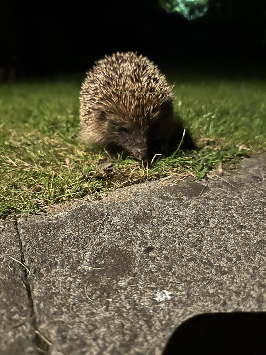 Beautiful Hedgepig tonight in the garden #nature #hedgehog #cymru #wales