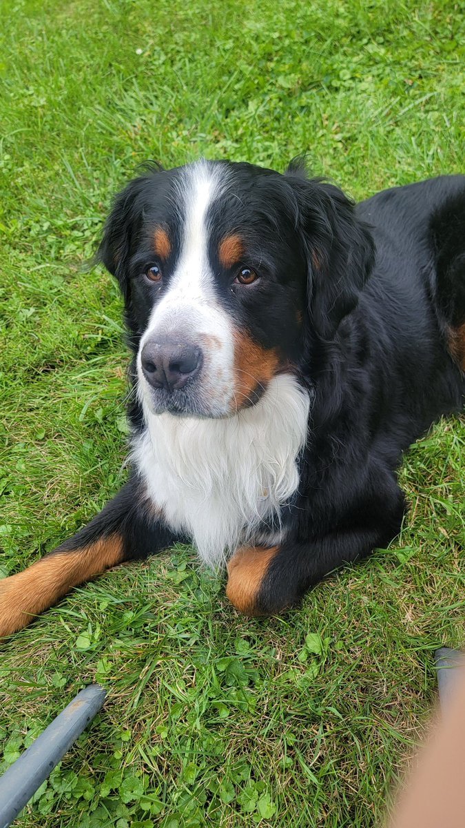 doglettt's tweet photo. Hank says hi🤍 https://t.co/EgIbpk7bRR