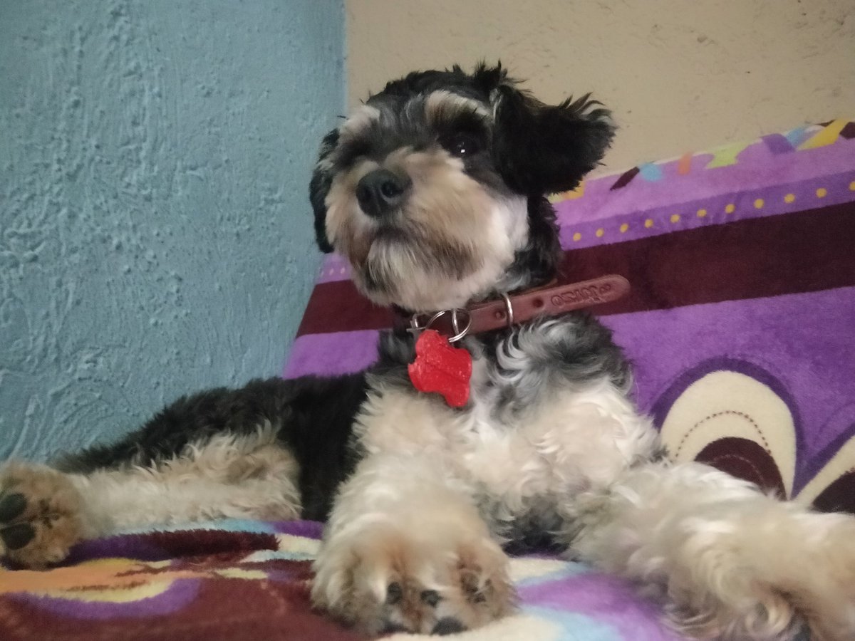 cuentaconmigo01's tweet photo. #Pachuli en adopción
Estérilizada
Desparasitada
6 meses de edad aprox
Talla pequeña -mediana
Activa, juguetona, cariñosa
Necesita paseos diarios
Espacio adecuado y seguro
Informes WhatsApp 222 522 6580
DALE UNA OPORTUNIDAD NO TE ARREPENTIRÁS
#AdoptarSalvaVidas
#Comparte https://t.co/qA2Wcj1xmq