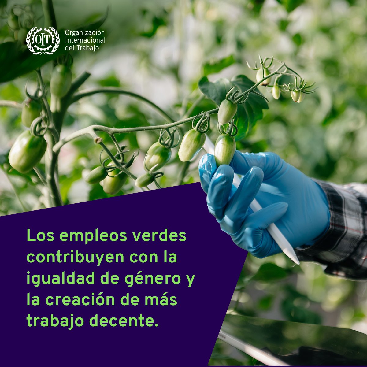 OITMexico's tweet image. 👩‍🔬🧑‍💼 Los empleos verdes no solo cuidan el planeta, ¡sino también equilibran las oportunidades de género y crean entornos laborales justos! Descubre más sobre la #JusticiaSocial y el #TrabajoDecente #EmpleosVerdes
👉bit.ly/44CqH2h