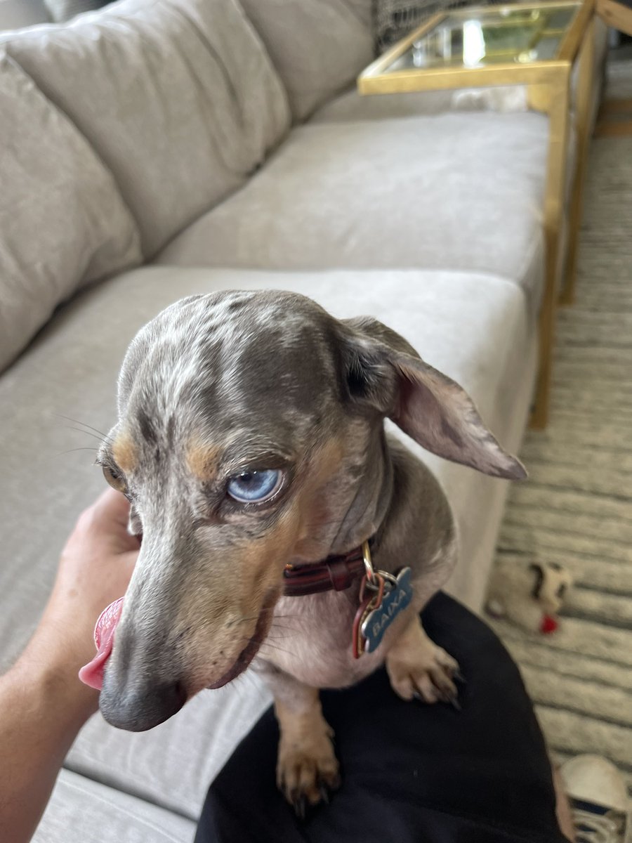 JohnnyRudeATX's tweet photo. When she side eyes you like, “Bro, why did you work 8hrs today? I’ve been bored.” #doglife https://t.co/jHvPMEU17B